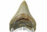 Fossil Megalodon Tooth - North Carolina #165436-2